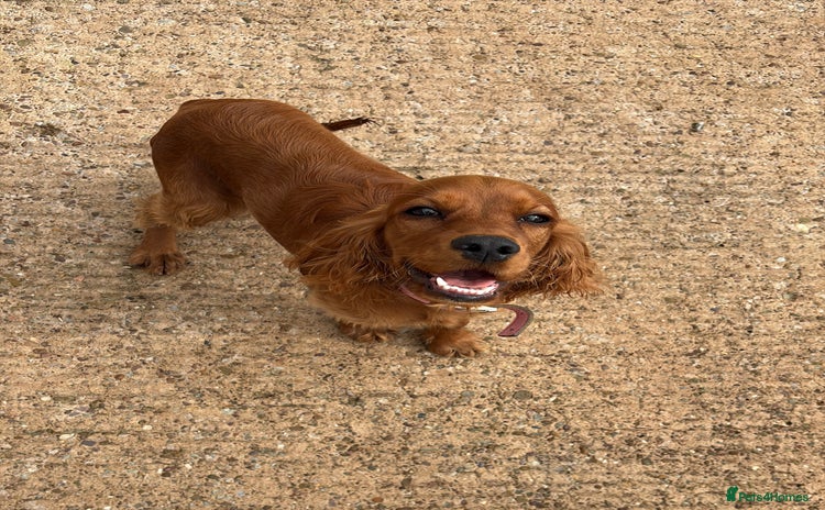 Cocker Spaniel dogs - Advert 1