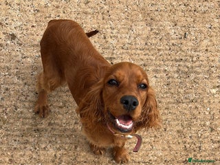 Cocker Spaniel dogs - Advert 7