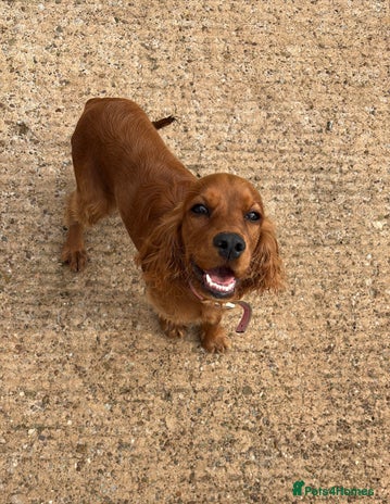 Cocker Spaniel dogs - Advert 4