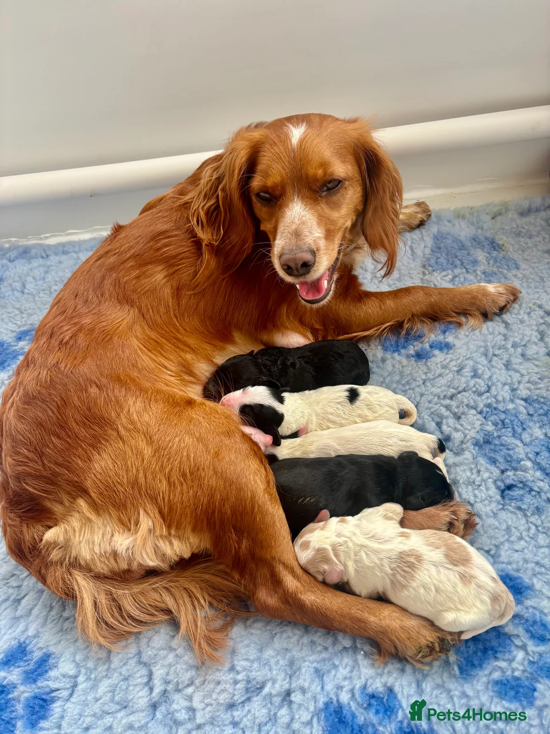 Cockapoo dogs for sale: 🐣Toy Cockapoo Puppies 🌸 - Advert 2