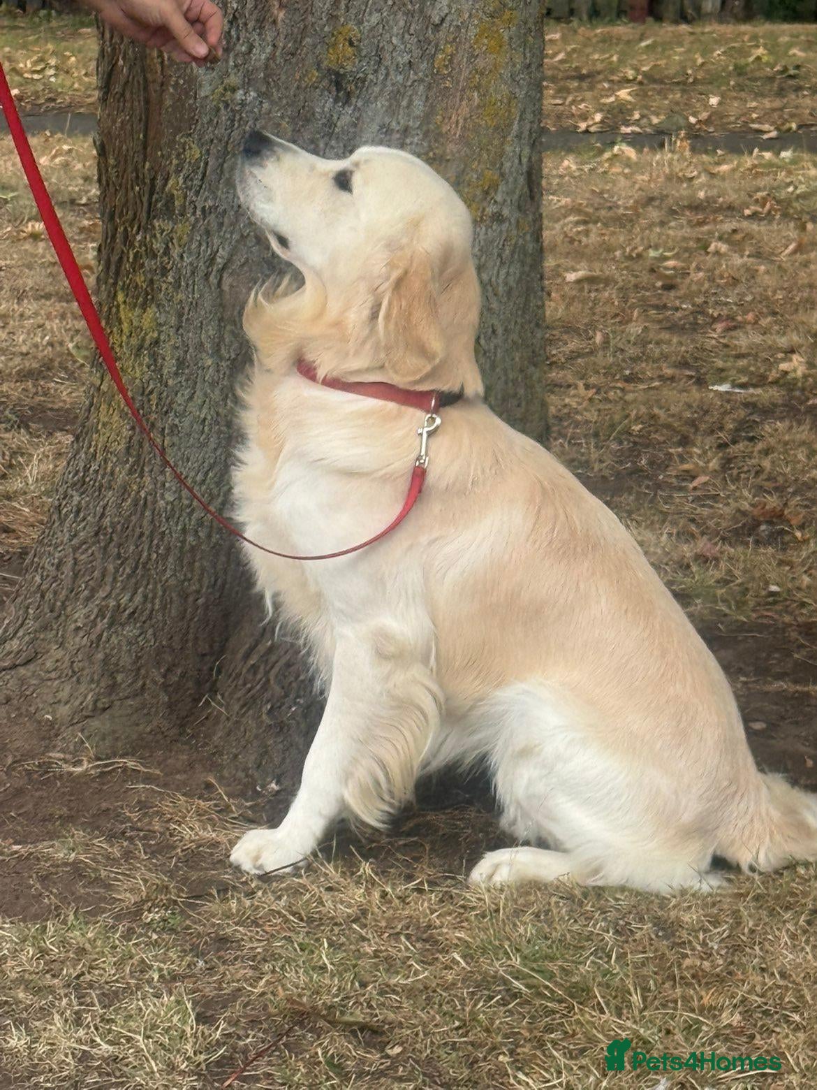 Golden Retriever dogs STUD DOG HEALTH-TESTED GOLDEN RETRIEVER MALE - Advert 6