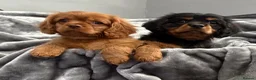 Cavalier King Charles Spaniel dogs for sale: KC REG EXTENSIVELY HEALTH TESTED CAV BABIES  - Advert 5