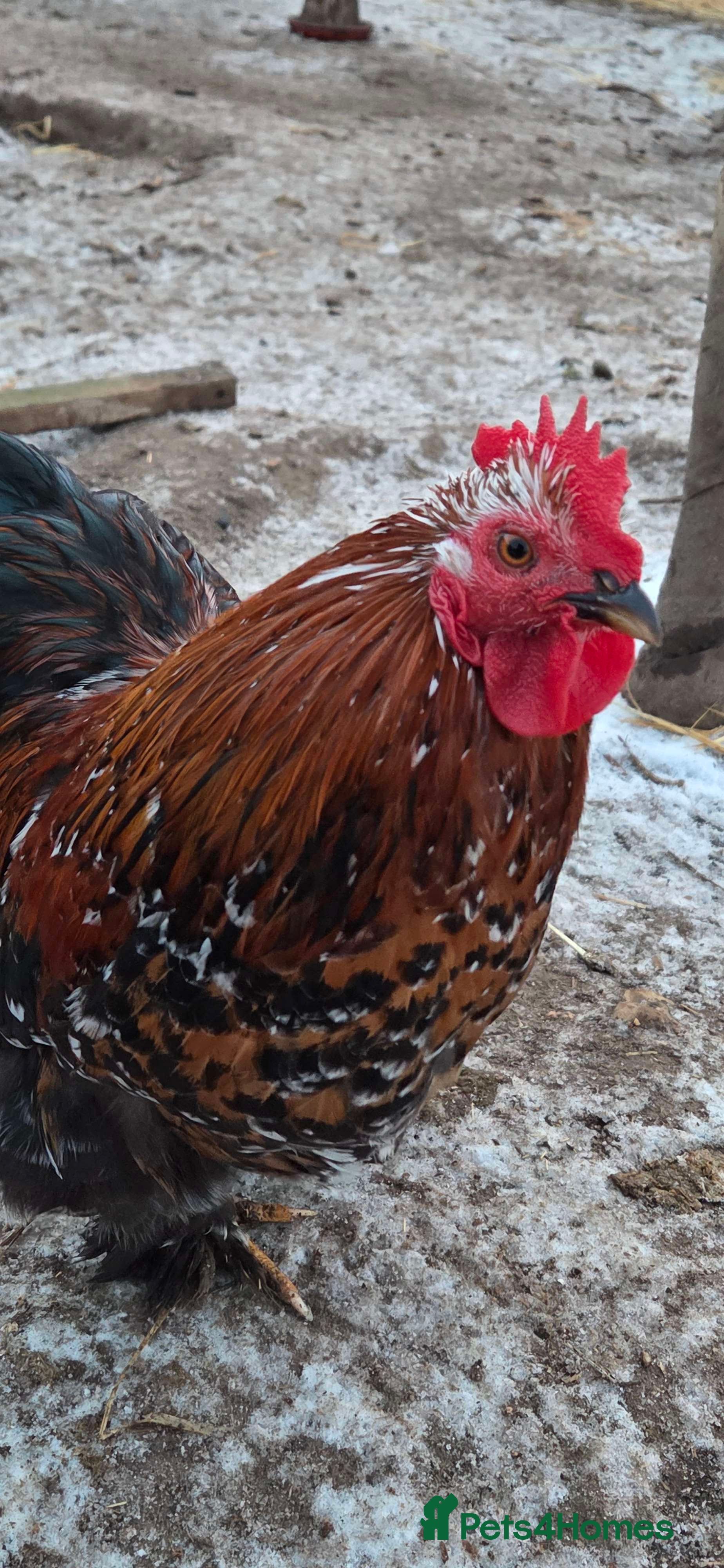 Chickens poultry Roosters for sale-East Ipswich in Ipswich  - Advert 5