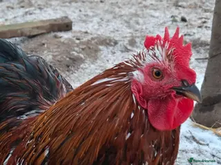 Chickens poultry Roosters for sale-East Ipswich in Ipswich - Advert 3