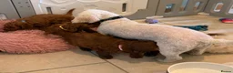 Cavapoochon dogs for sale: Stunning CAVAPOO-CHON Puppies  - Advert 6