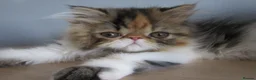 Persian cats for sale: Pedigree Persian female kitten - Advert 13