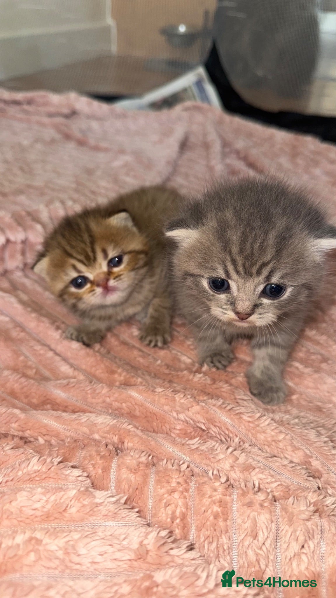 British Shorthair cats Persian x British Shorthair Kittens - Advert 1