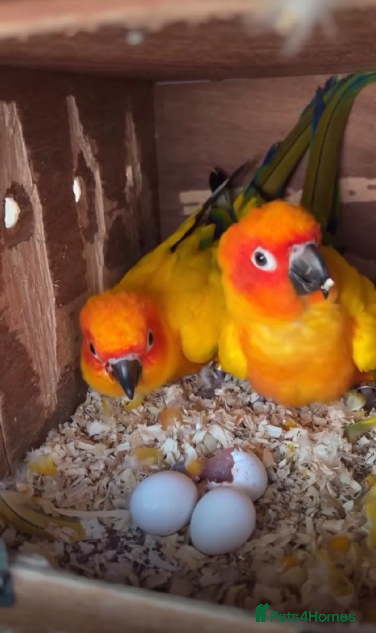 Conures birds Take Proven Breeding Pair Of Conures - Advert 1