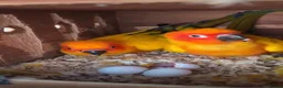 Conures birds for sale: Take Proven Breeding Pair Of Conures - Advert 1