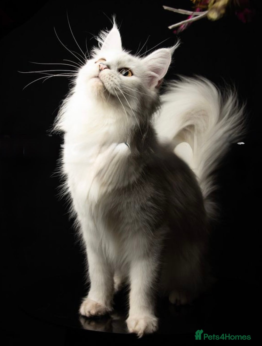 Maine Coon cats for sale: TICA Reg Blue Silver Shaded MaineCoon Kittens  - Advert 19