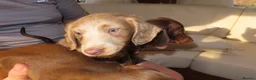 Miniature Dachshund dogs for sale: Dachshund - Advert 4