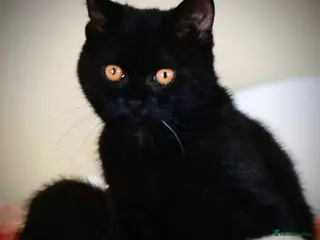 British Shorthair cats Gccf reg British shorthair kitten - Advert 4