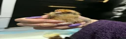 Chickens poultry for sale: Mixed chicks week old in Barry - Advert 5