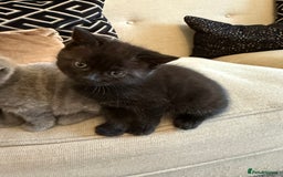 British Shorthair cats for sale: Rare black smoke British short hair kittens - Image 10