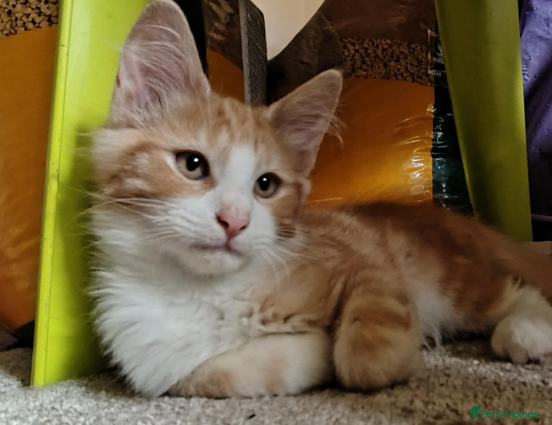 Norwegian Forest Cat cats Beautiful Norwegian Forest Kittens  - Advert 5