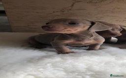 Dachshund dogs for sale: Dachshund puppies  - Image 6