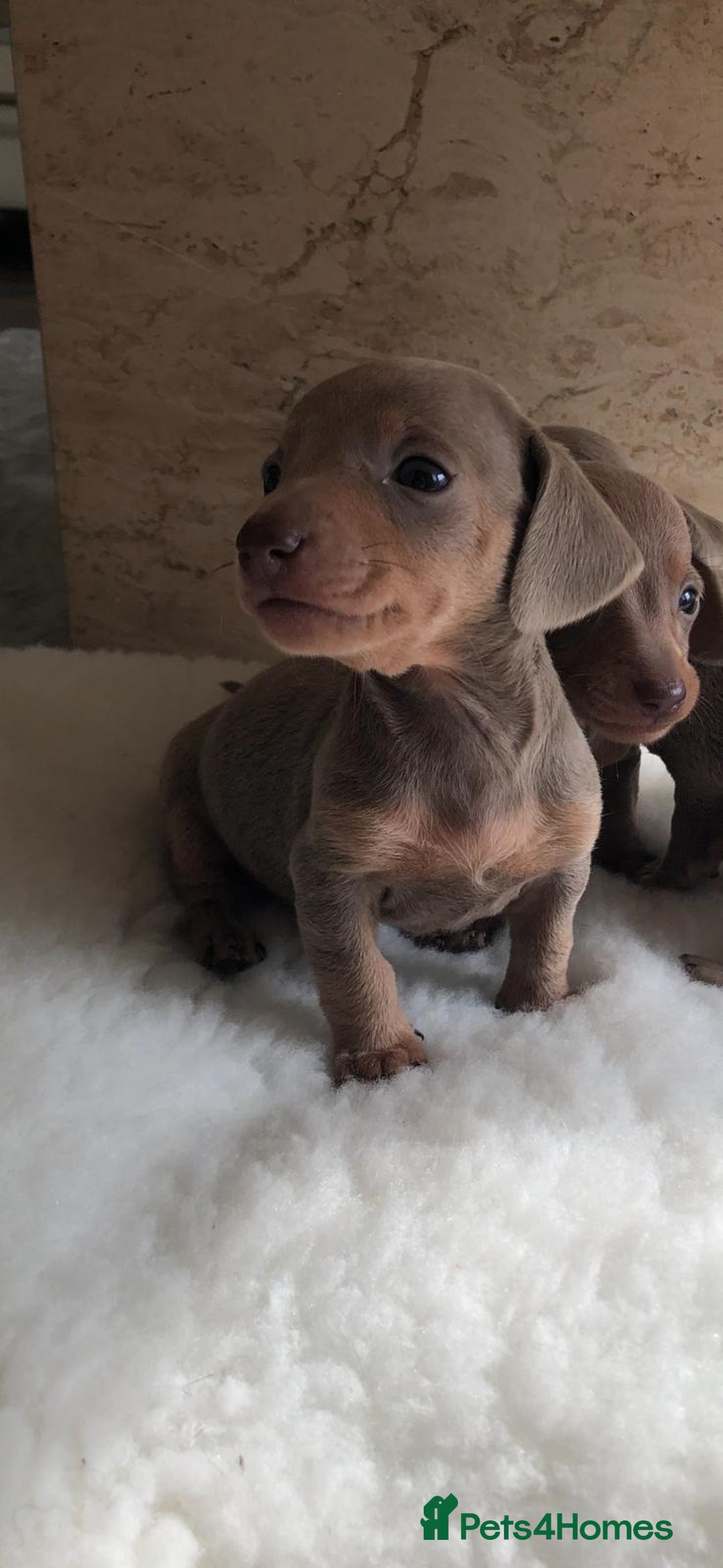 Dachshund dogs for sale: Dachshund puppies  - Image 6