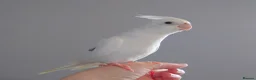 Cockatiels birds for sale: Hand reread silly tame DNA sexed baby cockatiels  - Advert 6