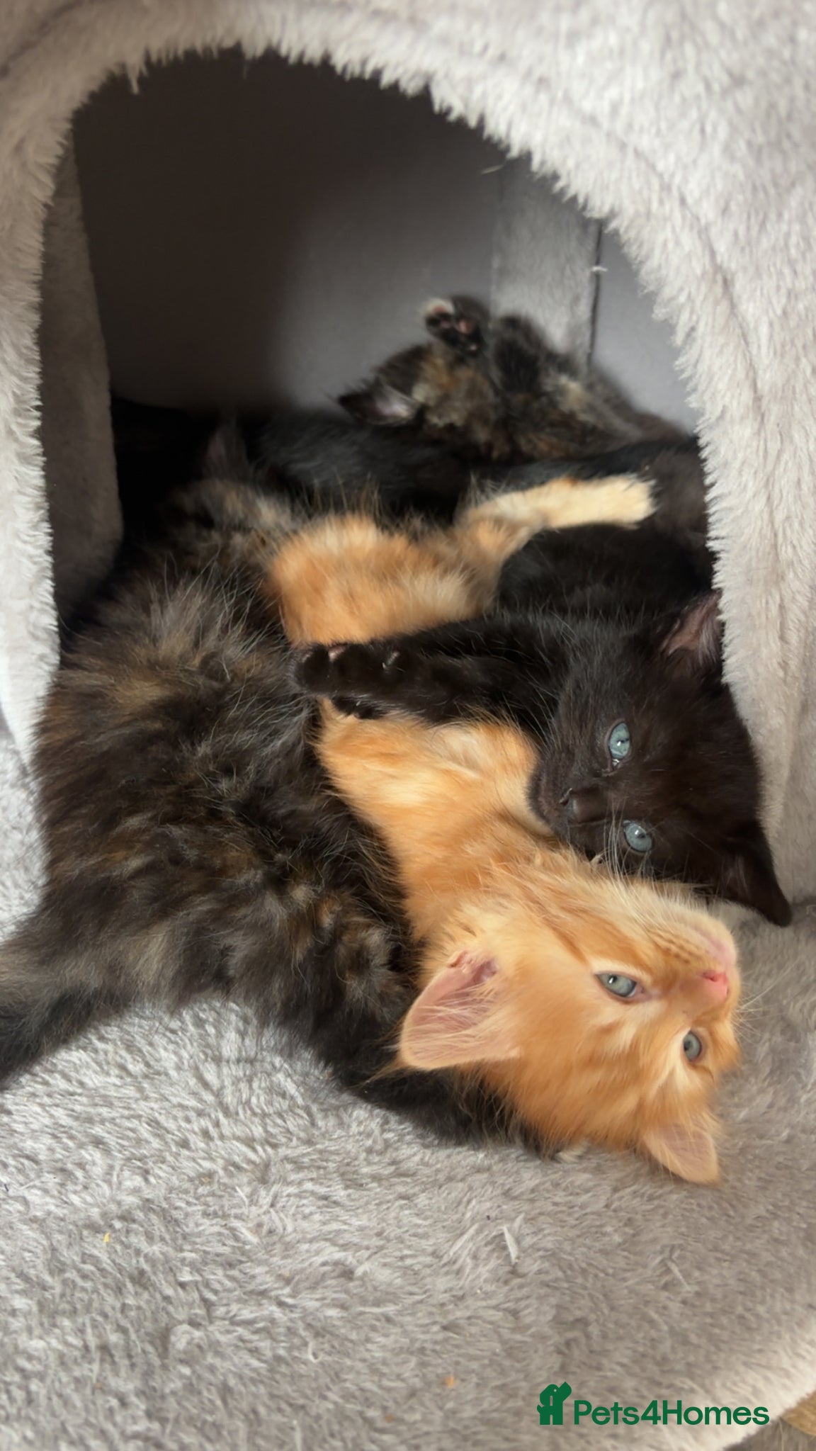 Mixed Breed cats Mixed Breed Kittens x5 - Advert 1