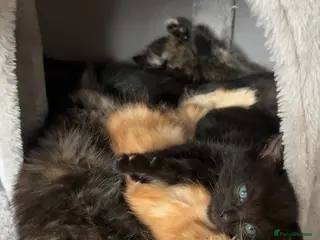 Mixed Breed cats Mixed Breed Kittens x5 - Advert 1