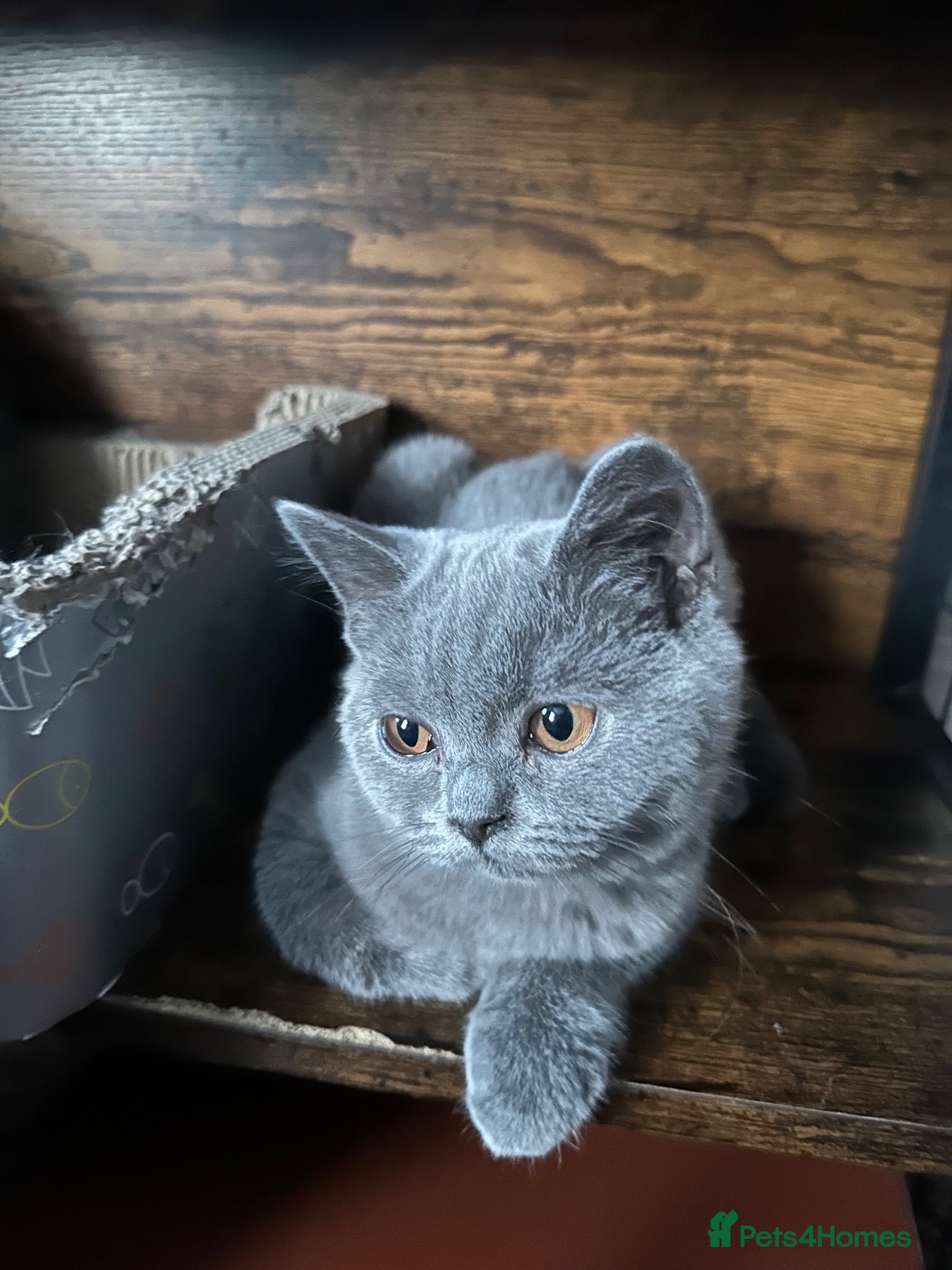 British Shorthair cats British Shorthair GCCF-registered Kittens  - Advert 2