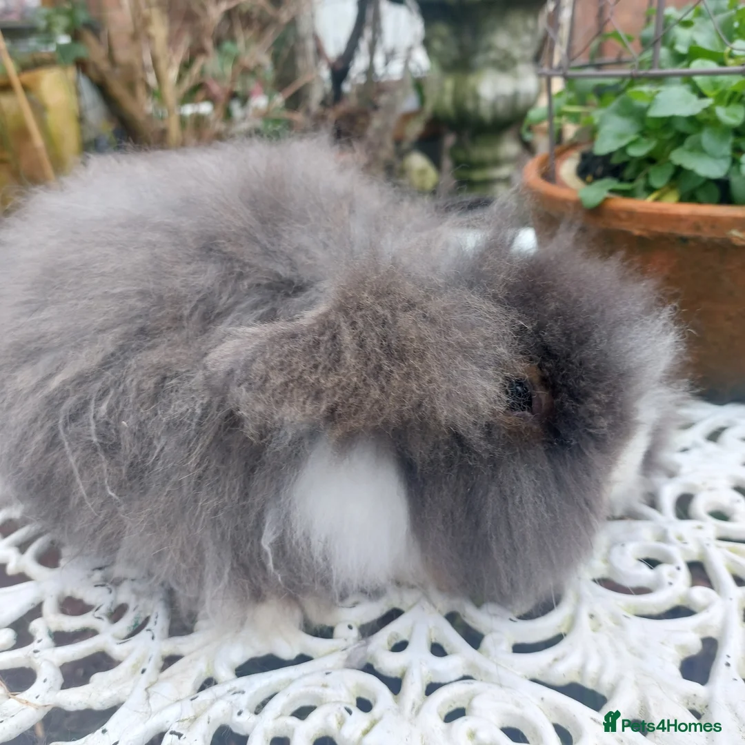 Angora rabbits for sale: STUNNING TEDDYWIDDER BUCK - Advert 5
