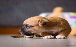 Mixed Breed dogs for sale: 6 Lakeland Cross Puppies for Sale - Image 7