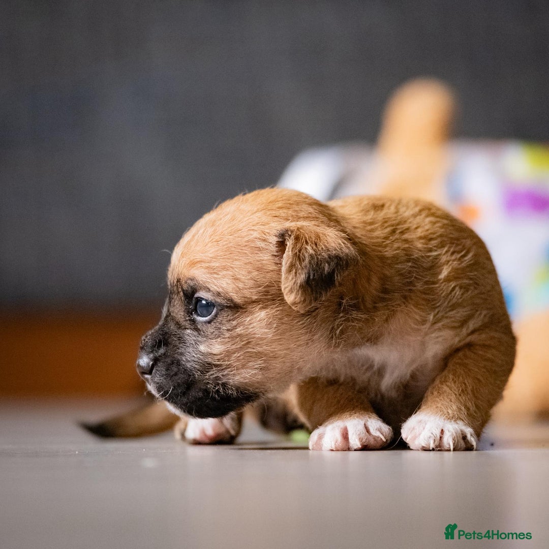 Mixed Breed dogs for sale: 6 Lakeland Cross Puppies for Sale - Image 7