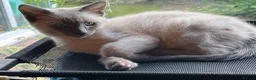 Oriental cats for sale: 7 RAGDOLL/SIAMESE KITTENS  - Advert 26