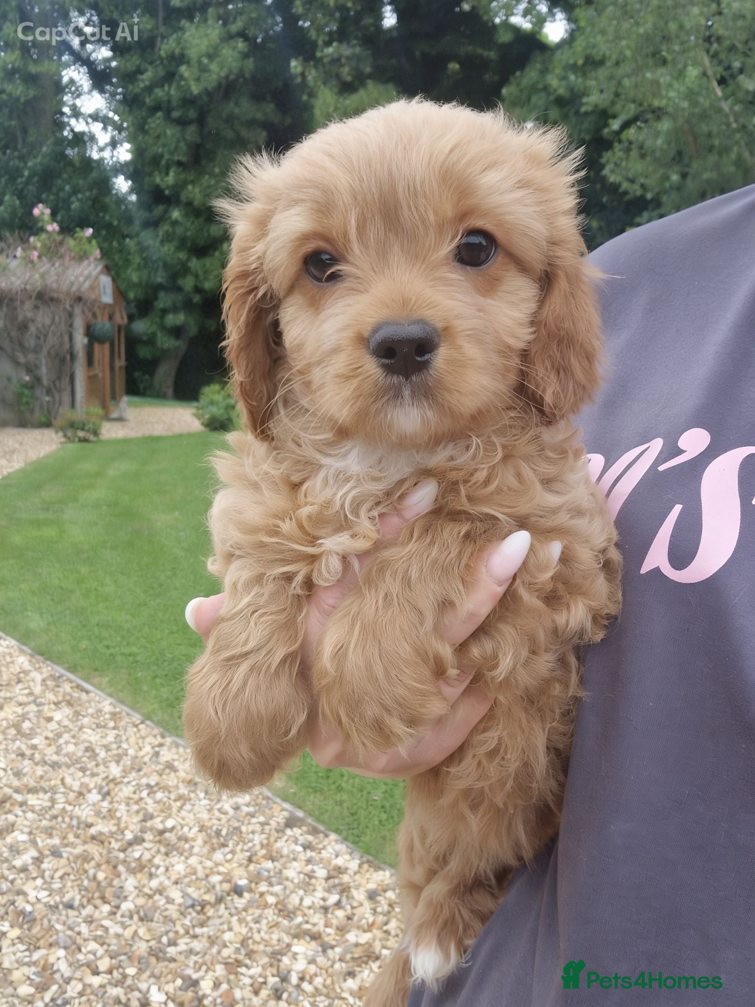 Cavapoo dogs LAST RUBY H/TESTED F1 TOY CAVAPOO GIRL - Advert 10