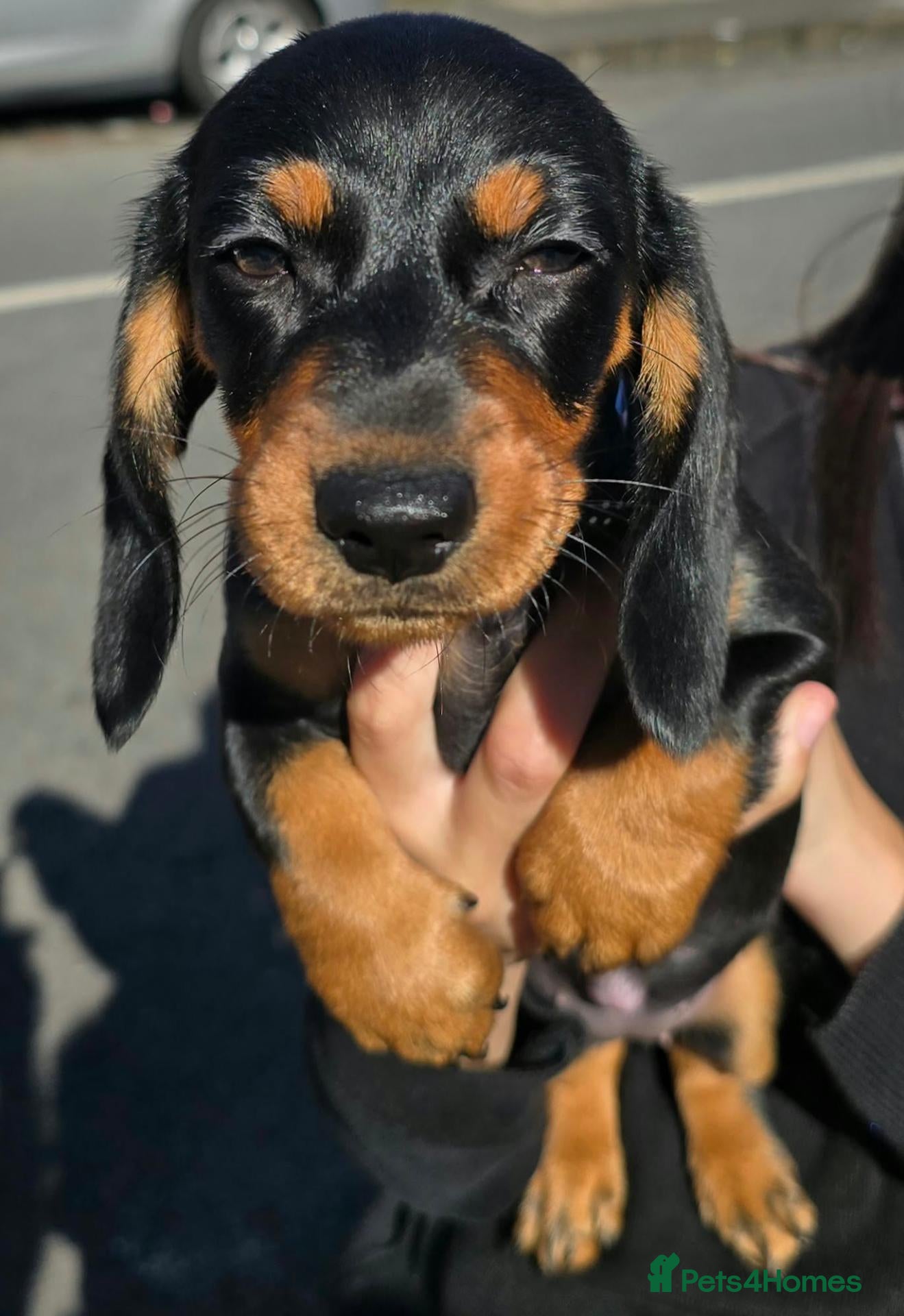 Dachshund dogs Medium sized' short legged Dachshund puppies - Advert 1