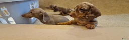 Miniature Dachshund dogs for sale: Mini dachshunds puppies  - Advert 4