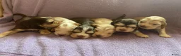 Cocker Spaniel dogs for sale: KC Registered. Show Type Cocker Spaniel Puppies. - Advert 40