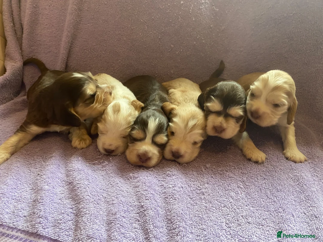 Cocker Spaniel dogs for sale: KC Registered. Show Type Cocker Spaniel Puppies. - Advert 40
