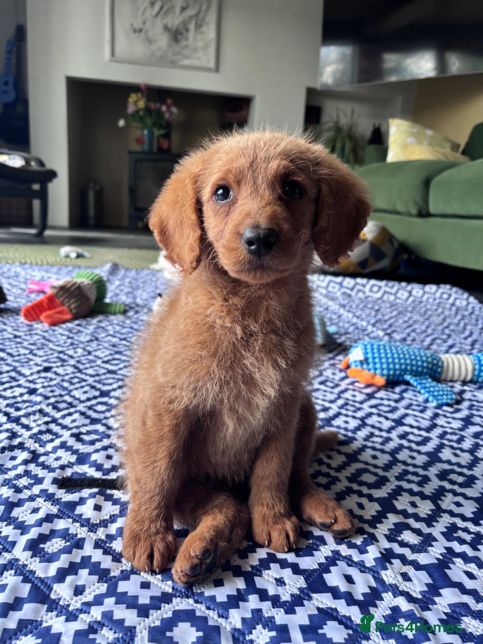 Labradoodle dogs Medium sized F1b Labradoodles  - Advert 5