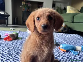 Labradoodle dogs Medium sized F1b Labradoodles - Advert 5