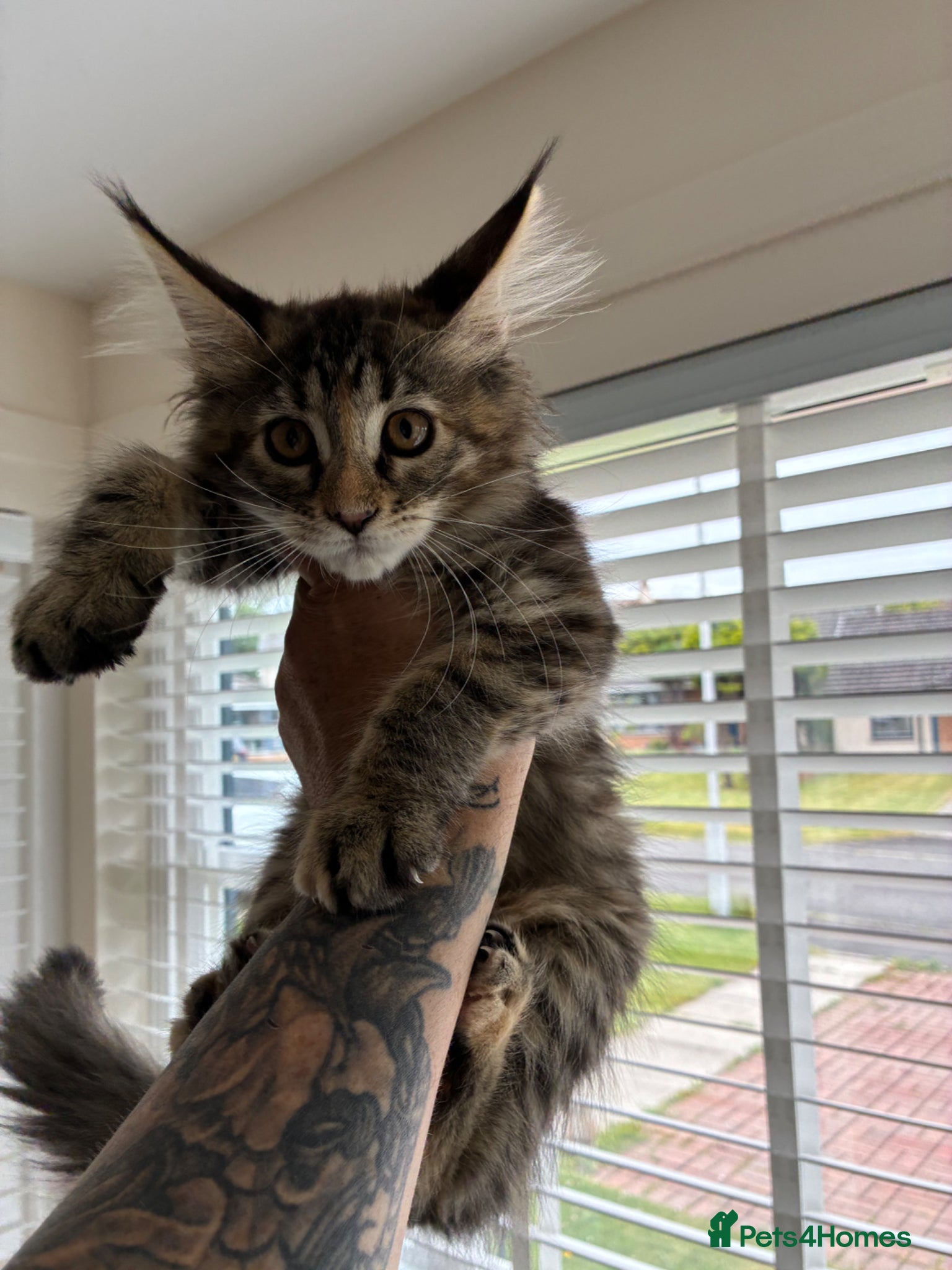 Maine Coon cats Maine coon kittens  - Advert 12