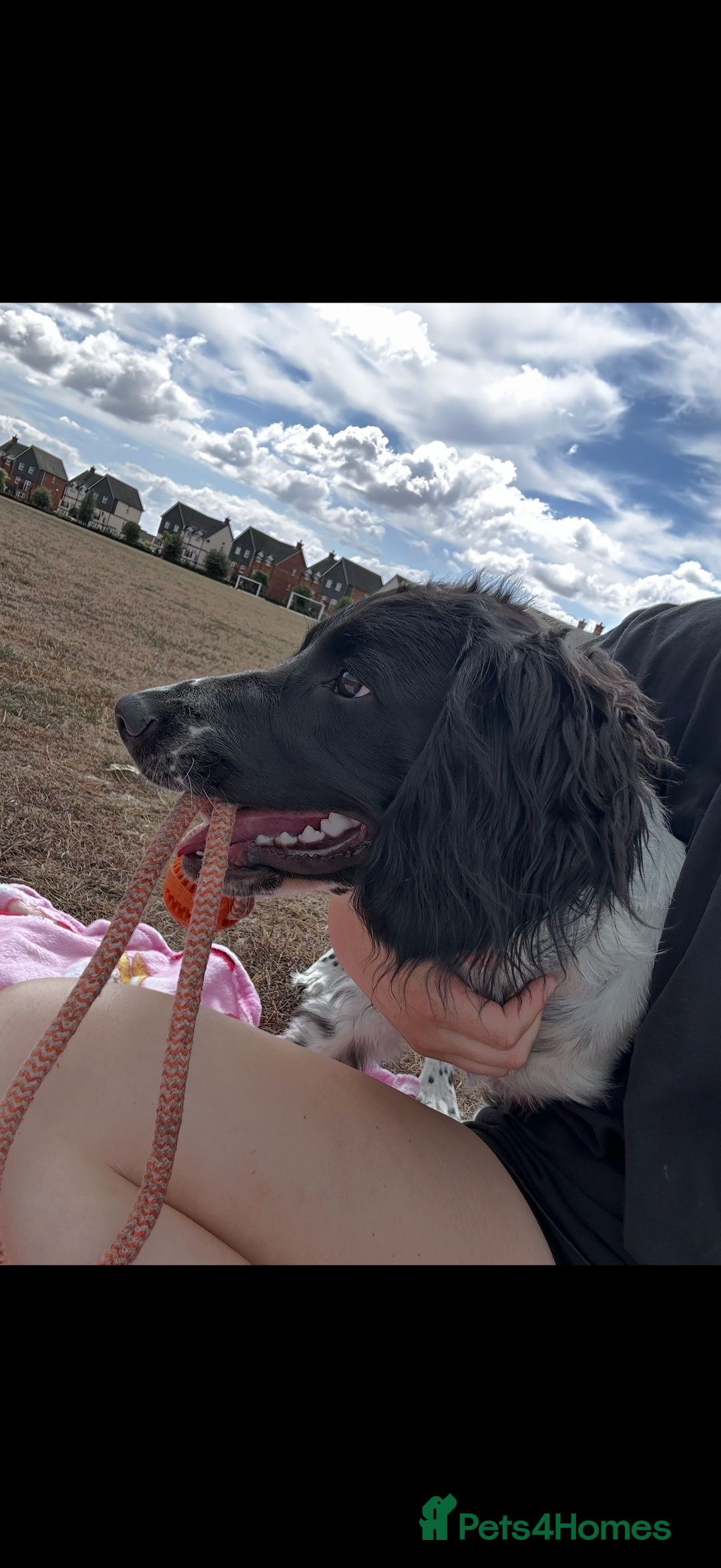 English Springer Spaniel dogs for sale: English Springer Spaniel Female - Image 4