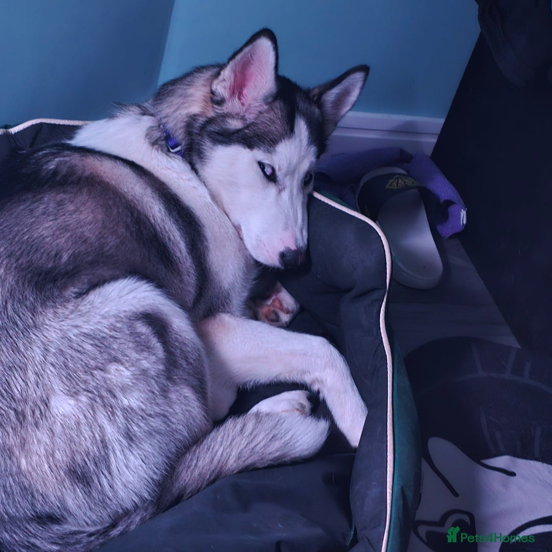 Utonagan dogs for sale: 6 months old Female Husky cross Malamute - Advert 5