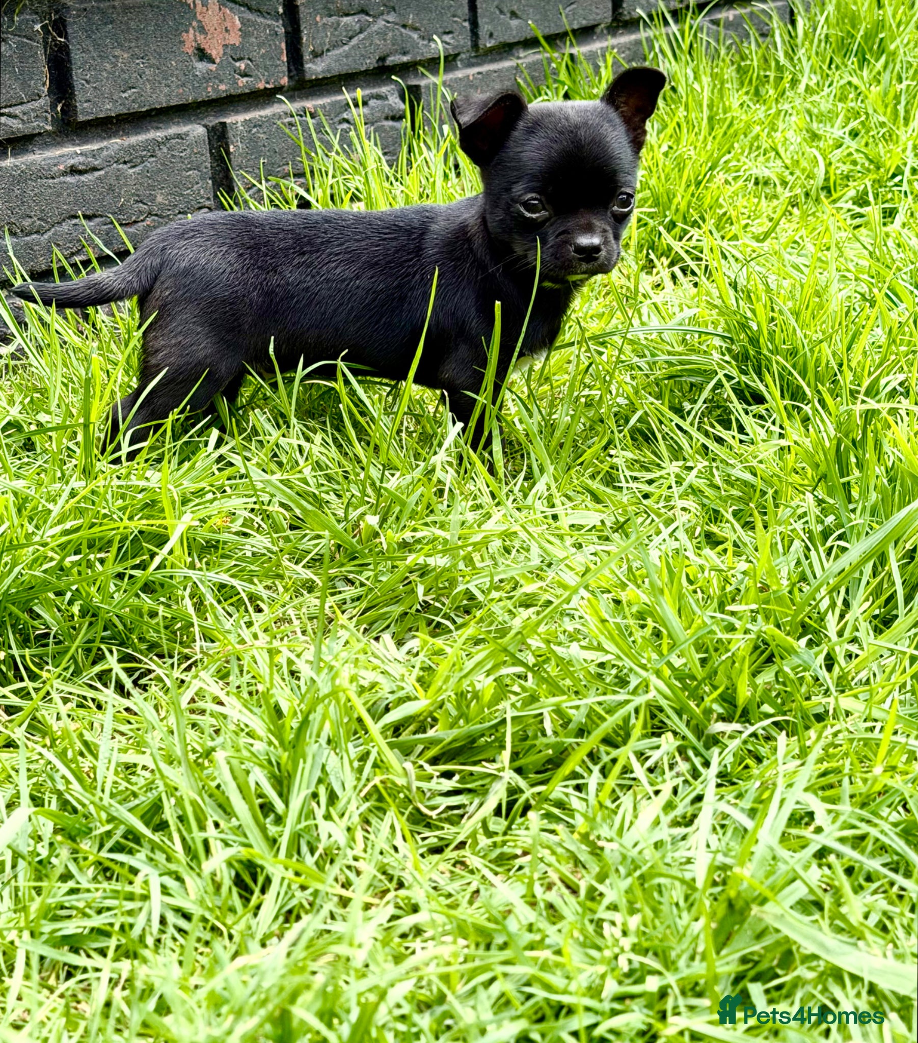 Chihuahua dogs Chihuahua puppy male for sale open to offer  - Advert 2