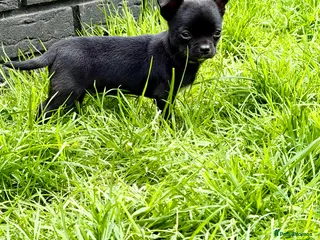 Chihuahua dogs Chihuahua puppy male for sale open to offer - Advert 6