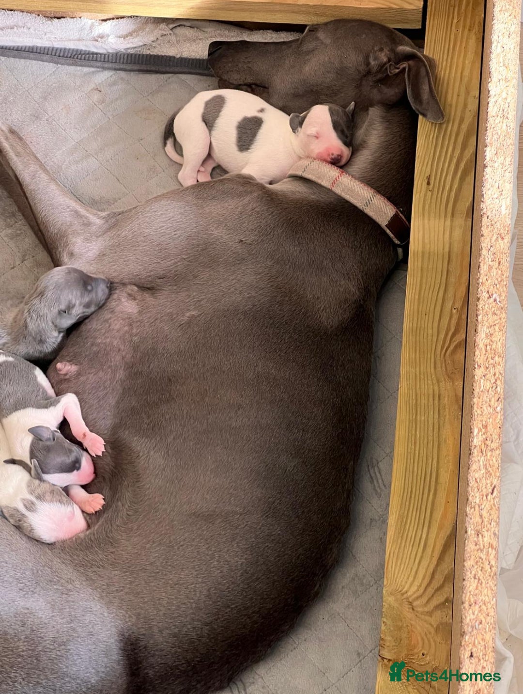 Whippet dogs for sale: ⭐️ KC Whippet pups blue and white. ⭐️ - Image 7