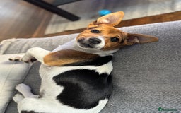 Jack Russell dogs for sale: Jack Russell Terrier boy looking for new home - Image 7