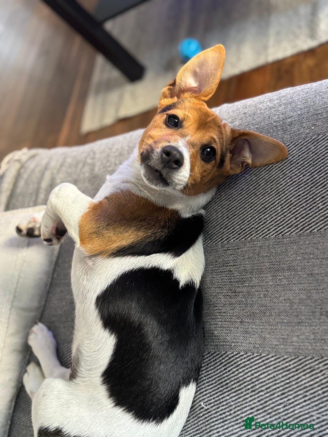 Jack Russell dogs for sale: Jack Russell Terrier boy looking for new home - Image 7