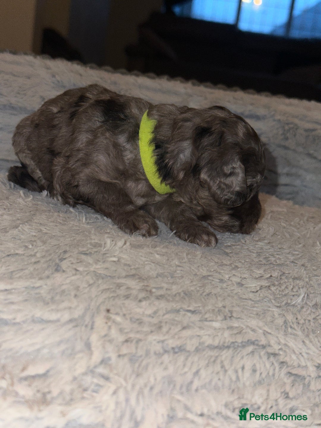 Cockapoo dogs for sale: Beautiful mixed Merle F2B Cockapoos  - Advert 26