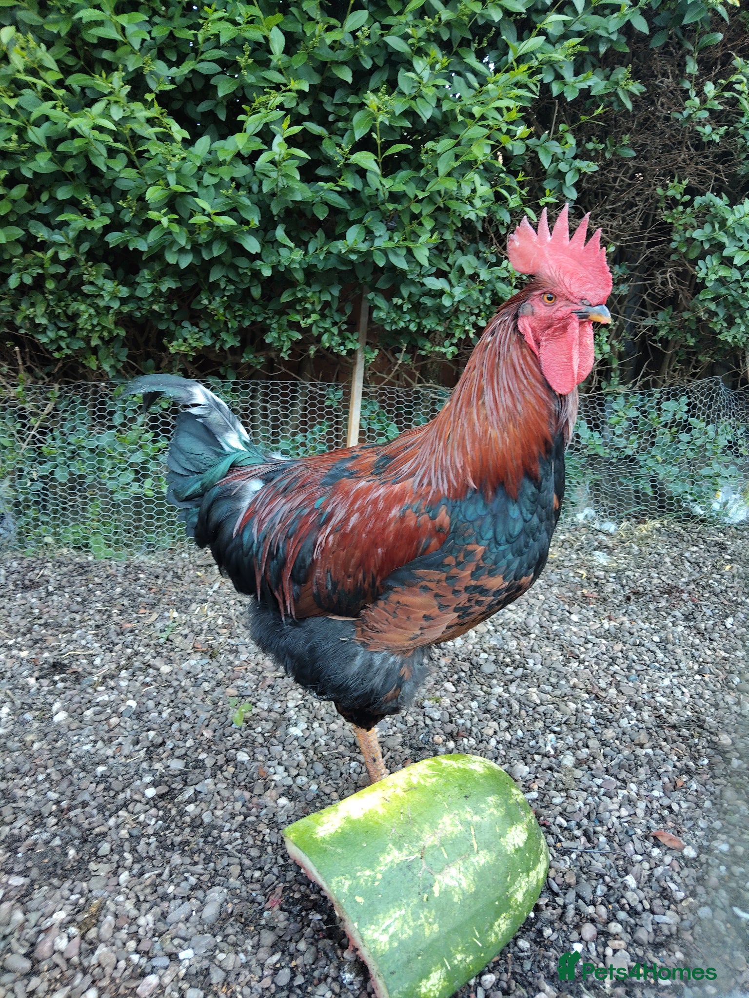 Mixed Breed poultry Friendly rooster  - Advert 1
