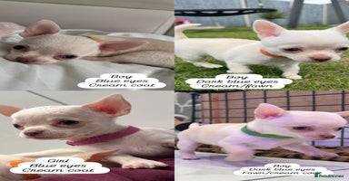 Chihuahua dogs - Advert 5