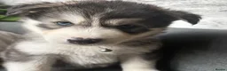 Siberian Husky dogs for sale: Stunning husky pups  - Advert 6