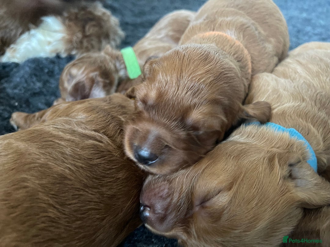 Australian Labradoodle dogs for sale: 100% Pure bred Australian Labradoodle - Advert 19