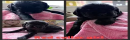 Cockapoo dogs for sale: F1B Cockapoo puppies - Advert 15